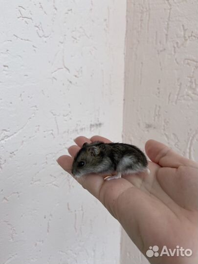 Джунгарский хомяк