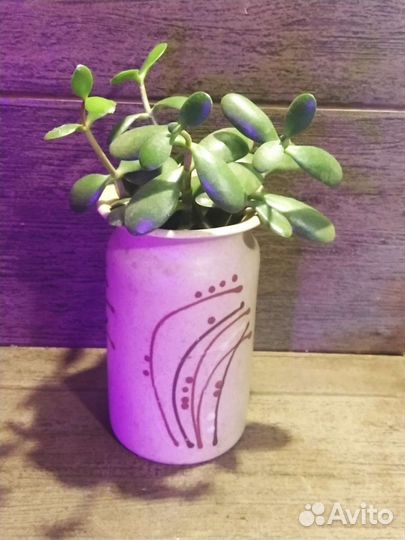 Денежное дерево, крассула толстянка