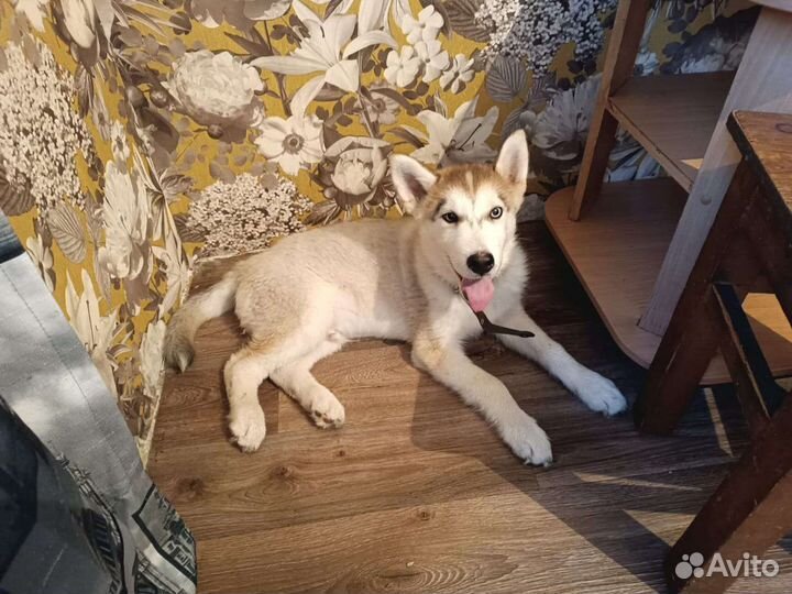 Аляскинский маламут