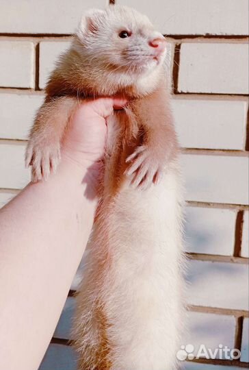 Вязка хорьков (2 самца)