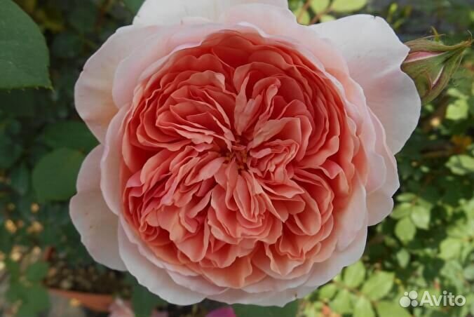 Роза Вильям Моррис