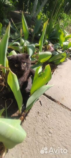 Котята
