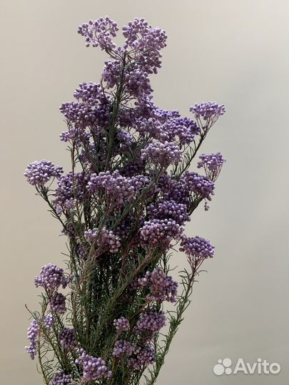 Озотамнус стабилизированный (Рисовый цветок)