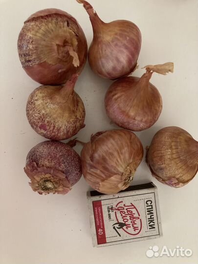 Лук репчатый семенной на посадку, на еду