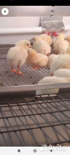 Цыплята Кобб 500
