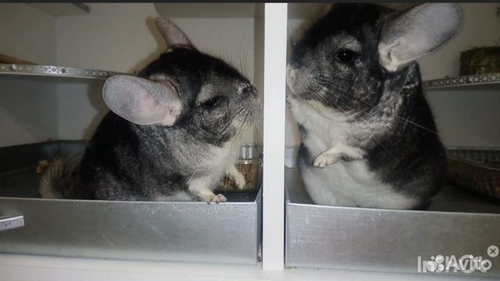 Питомник шиншилл