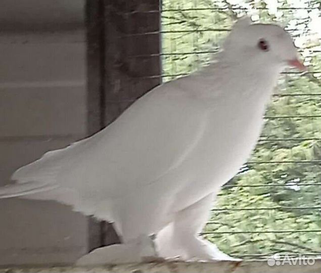 Голуби такла