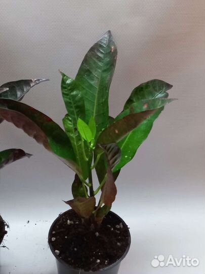 Кротон миссис айстон