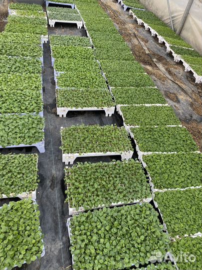 Черенки Весна 2025 от ведущих поставщиков