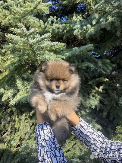 Померанский шпиц медвежьего типа