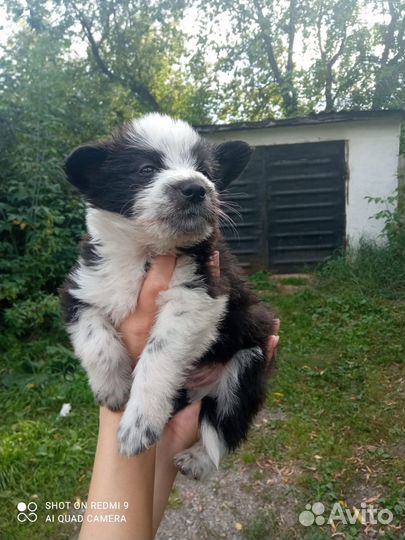 Щенки в добрые руки даром