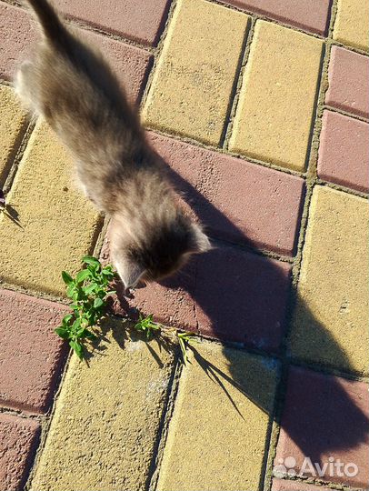 Котята в добрые руки бесплатно