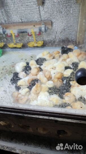 Цыпленок суточный