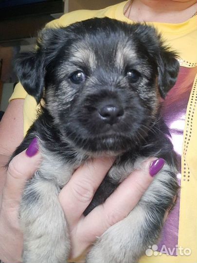 Отдам щенка йоркширского терьера в добрые руки