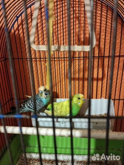 Волнистые попугаи