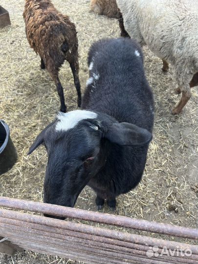 Овцы бараны