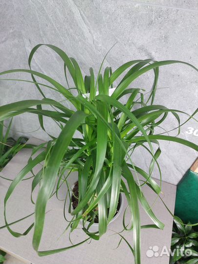 Пальма нолина