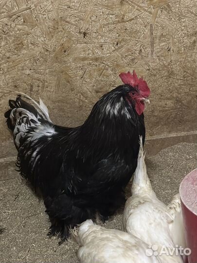 Домашние куриные яйца