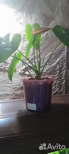 Комнатные цветы