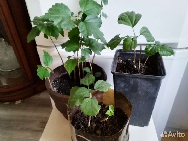 Сортовые гибискусы древовидные Сирийские, Болотные