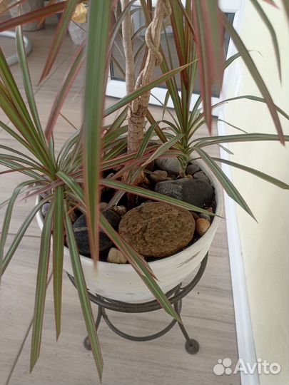 Бонсай Пальма Драцена и Фикус Бенжамина