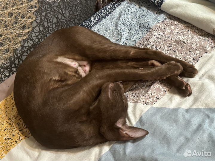 Ориентальная кошка в экстрим разведении