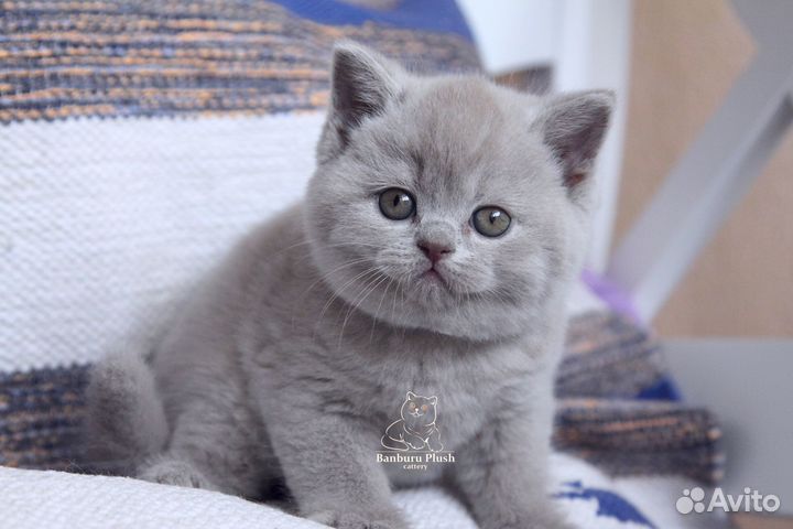 Отличные Британские котята