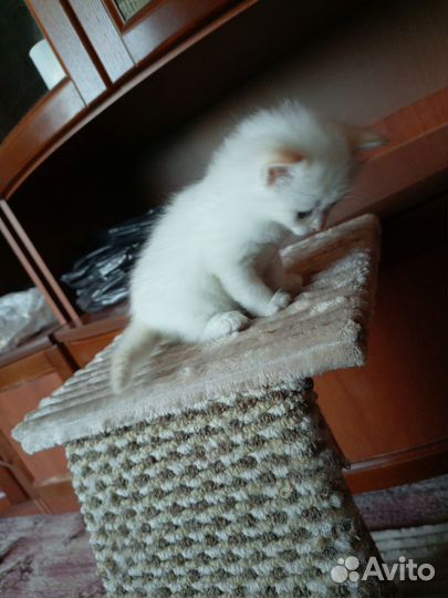 Домашние животные котята