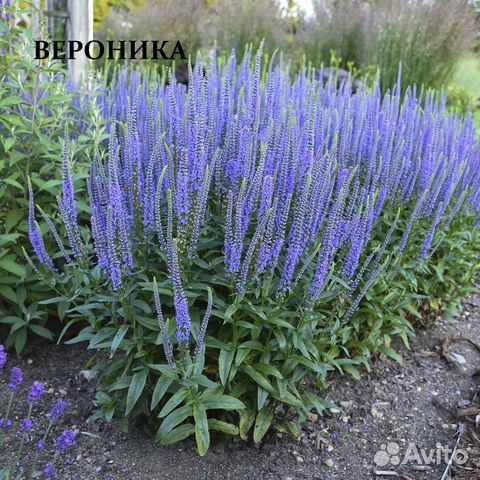 Многолетние растения