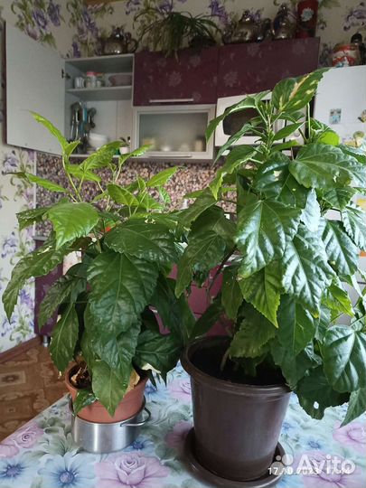 Гибискус китайская роза