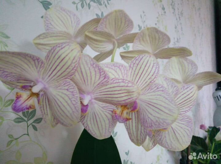 Орхидея сортовая, сорт Торино