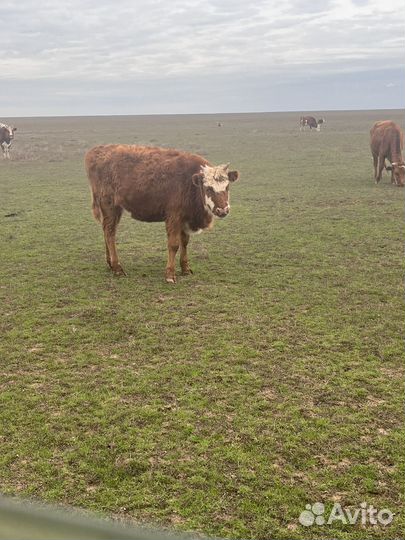 Крс телочки