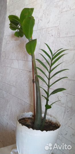 Замиокулькас. Высота стебля 70/40 см с горшком