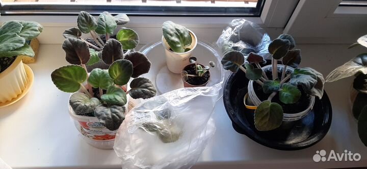 Сортовые фиалки