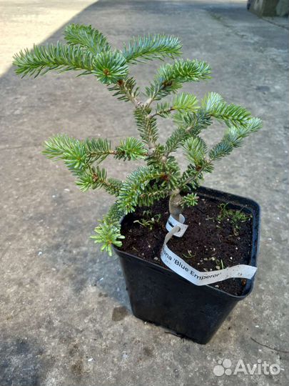 Пихта Блю Эмперор