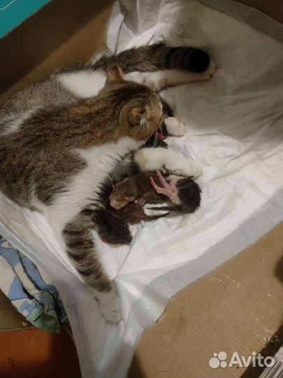 Вислоухие котята бесплатно