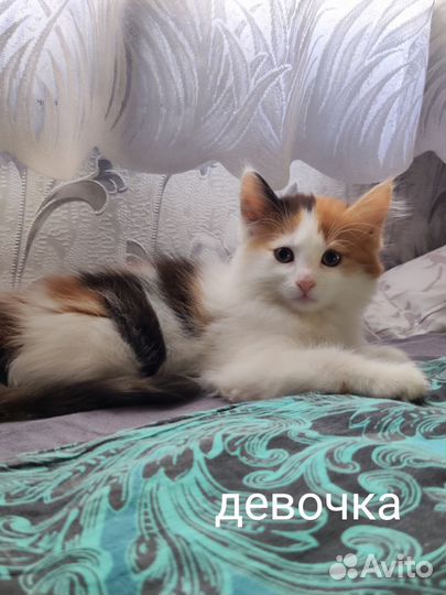 Котята