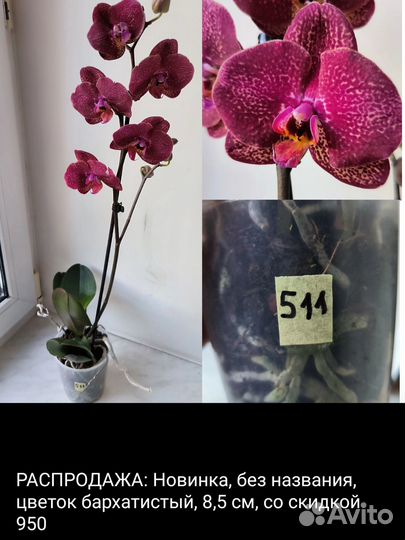 Орхидеи фаленопсис сортовые отцветают