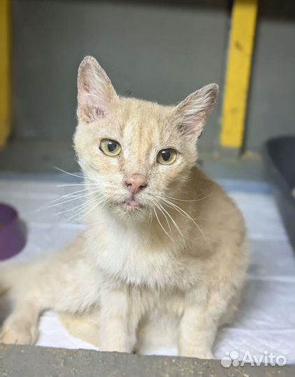 Последний шанс для кота