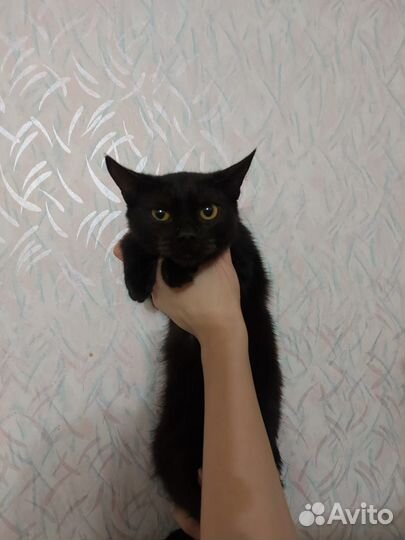 В добрые руки котики
