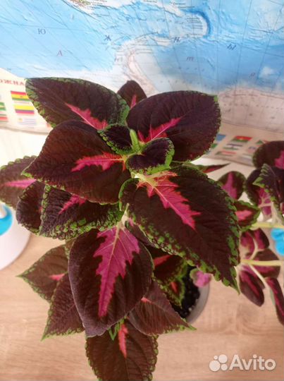 Комнатные растения