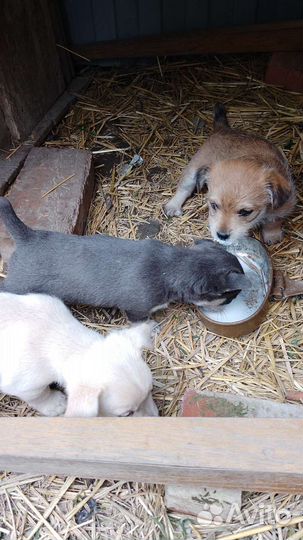 Собака в добрые руки отдам бесплатно