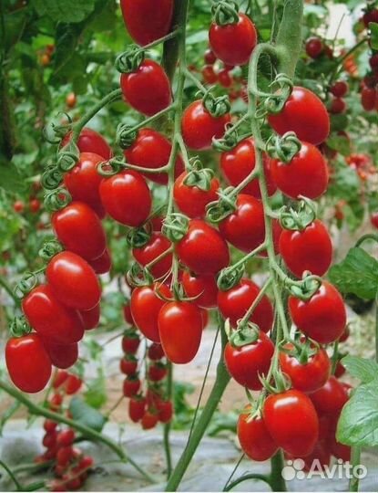 Томат Дюймовочка (уд) 20 шт цв.п