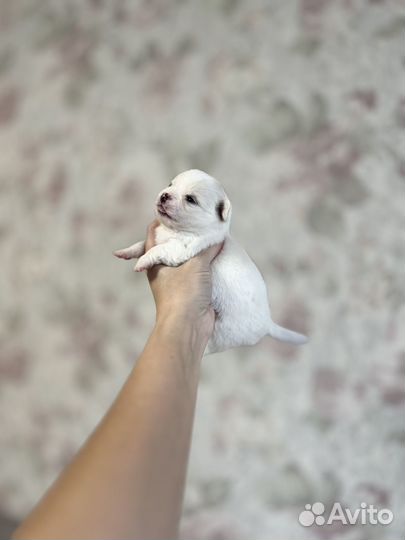 Чихуахуа
