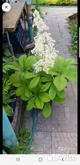 Клопогон и Роджерсия