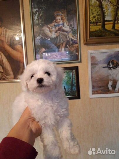 Щенки бишон фризе