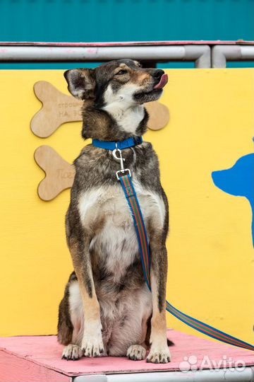 Монро Собака