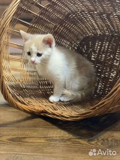 Котята турецкой ангоры