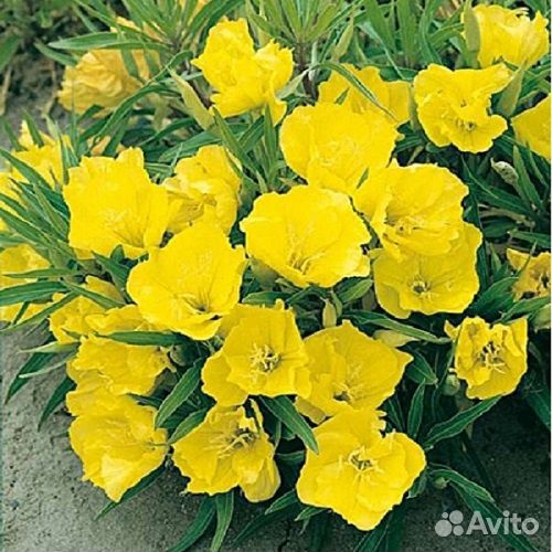 Энотера двух видов