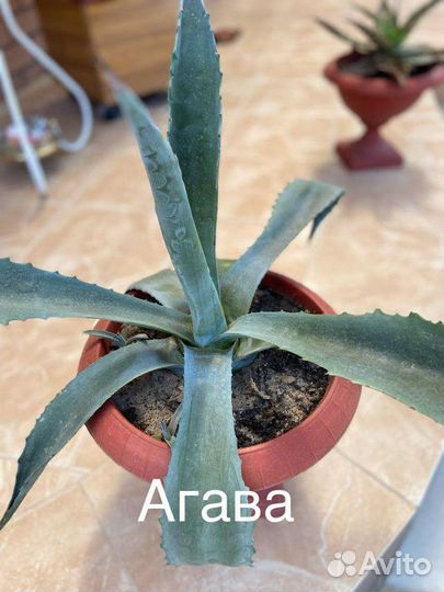 Комнатные цветы